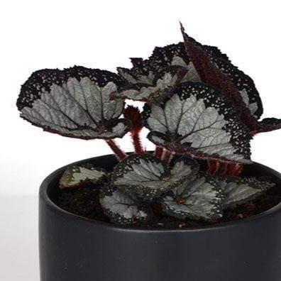 Urban Sprouts Plant 6" in nursery pot Begonia 'Festival Sterling'