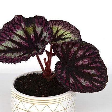 Urban Sprouts Plant 6" in nursery pot Begonia 'Fire Woman'