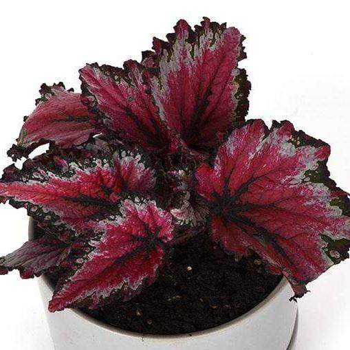 Urban Sprouts Plant 6" in nursery pot Begonia 'Tuscan Bonfire'