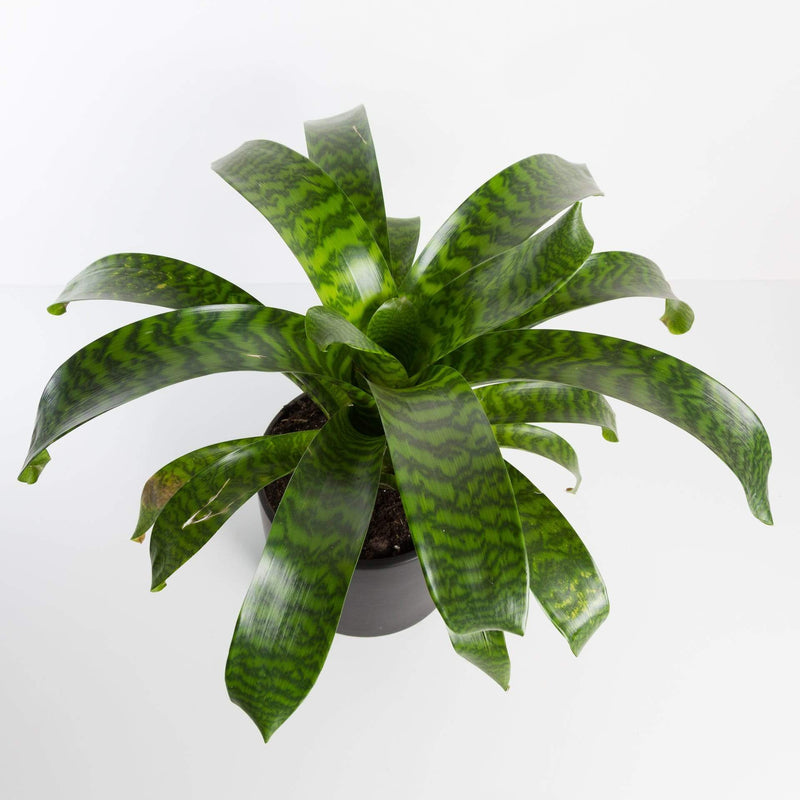 Urban Sprouts Plant 6" in nursery pot Bromeliad 'Hieroglyphic'