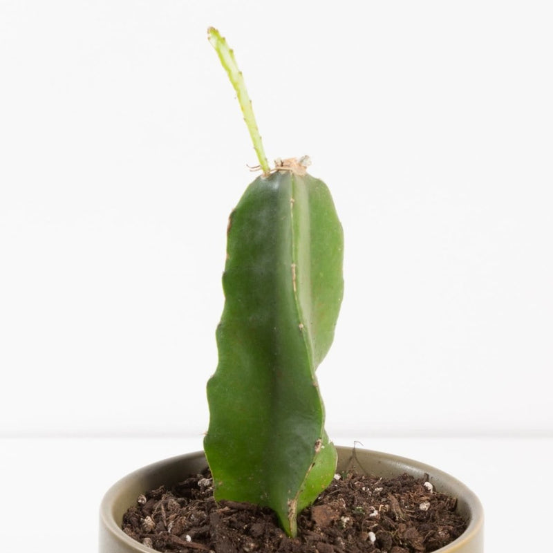 Urban Sprouts Plant 6" in nursery pot Cactus 'Dragon Fruit'