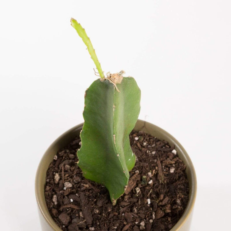 Urban Sprouts Plant 6" in nursery pot Cactus 'Dragon Fruit'