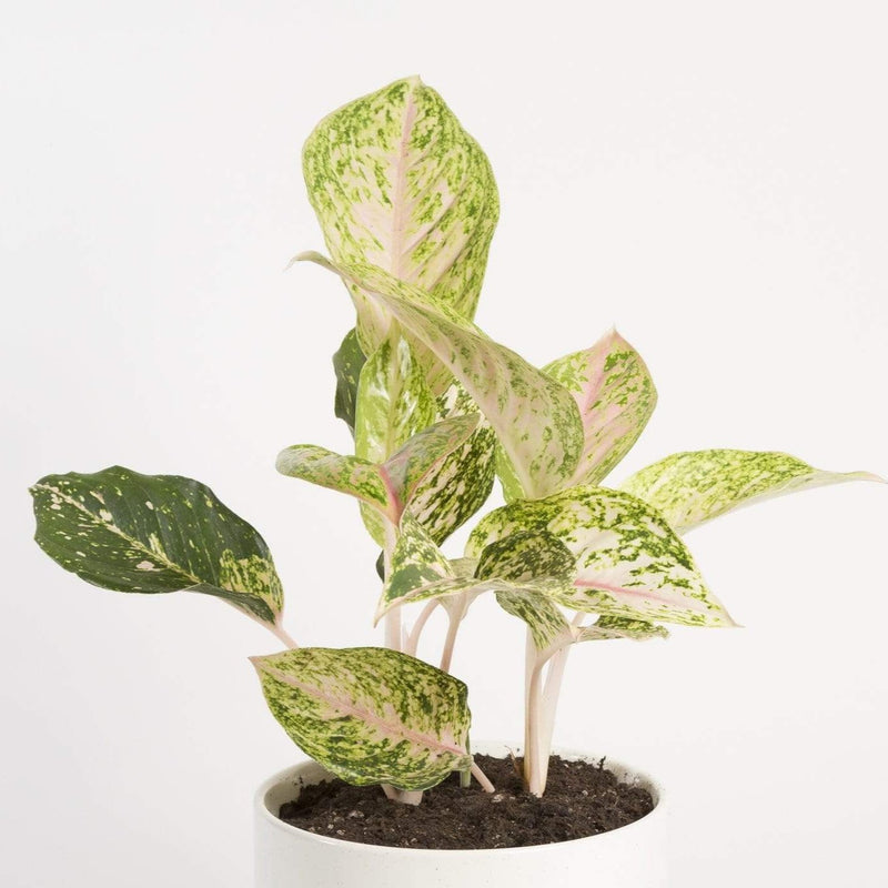 Chinese Evergreen 'Moonstone Miles' - Urban Sprouts