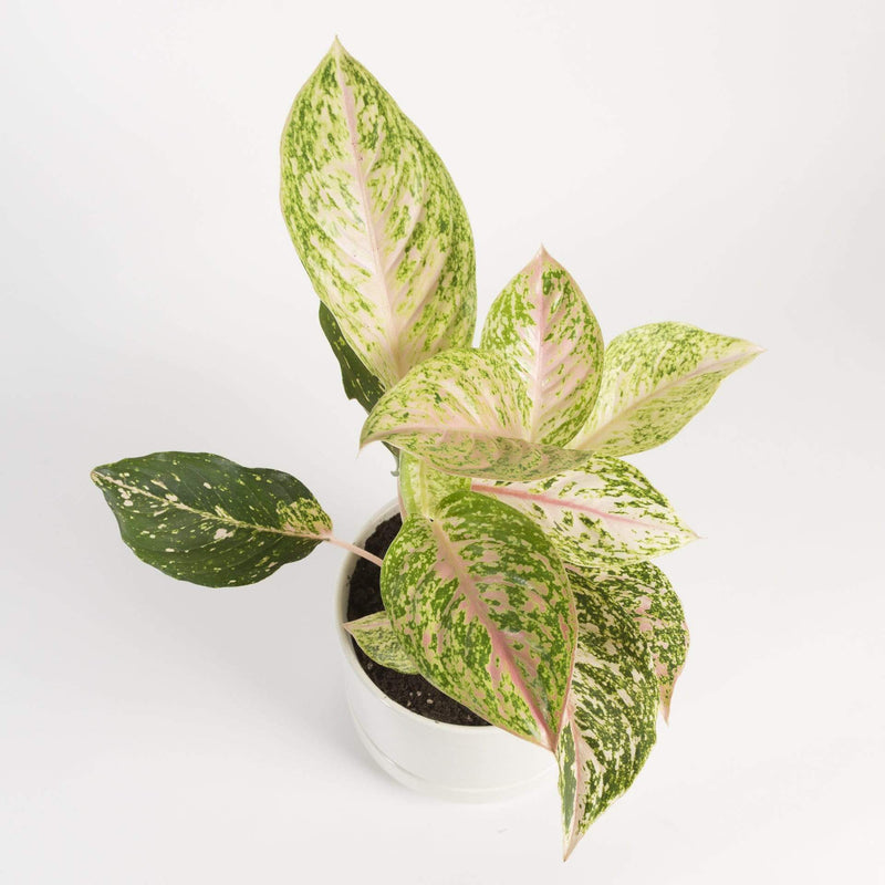 Chinese Evergreen 'Moonstone Miles' - Urban Sprouts