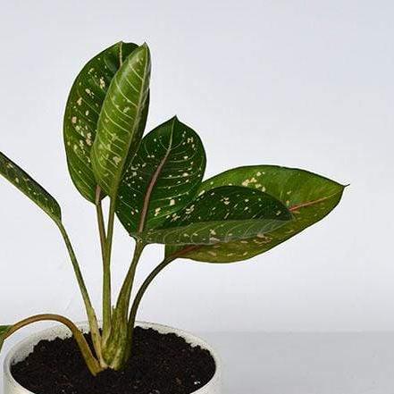 Urban Sprouts Plant 6" in nursery pot Chinese Evergreen 'Pink Moon'