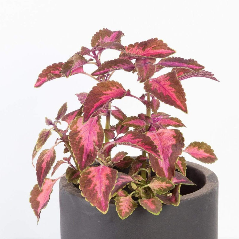 Urban Sprouts Plant 6" in nursery pot Coleus 'Chocolate Cherry'