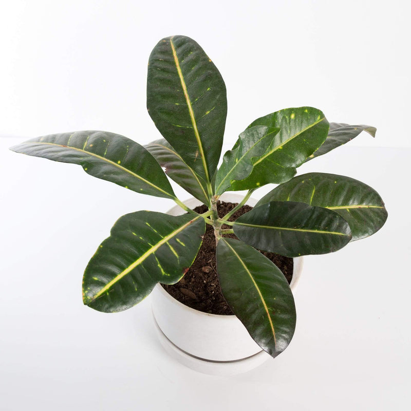 Urban Sprouts Plant 6" in nursery pot Croton 'Petra'
