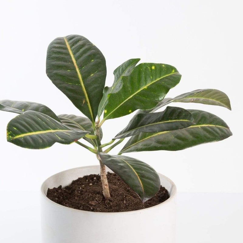 Urban Sprouts Plant 6" in nursery pot Croton 'Petra'