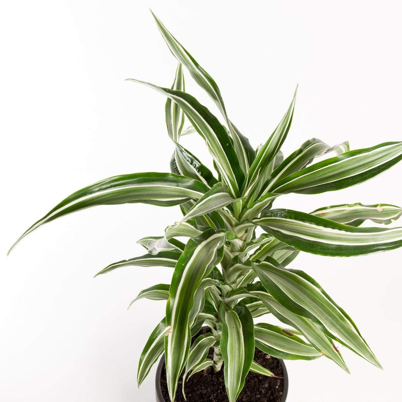 Urban Sprouts Plant 6" in nursery pot Dragon Tree 'Kanzi'