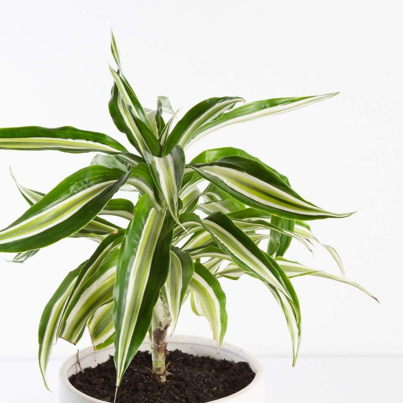 Urban Sprouts Plant 6" in nursery pot Dragon Tree 'Malayka'