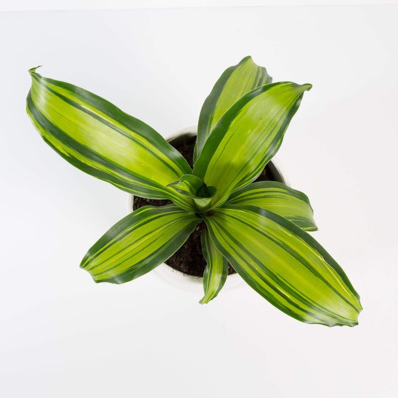 Urban Sprouts Plant 6" in nursery pot Dragon Tree 'Marley'