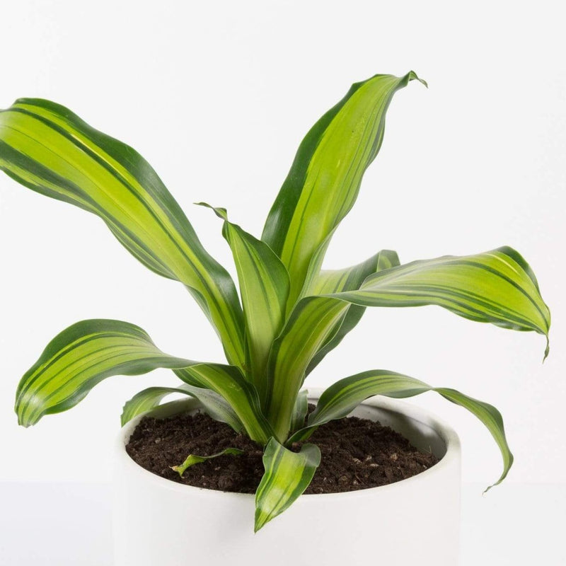 Urban Sprouts Plant 6" in nursery pot Dragon Tree 'Marley'