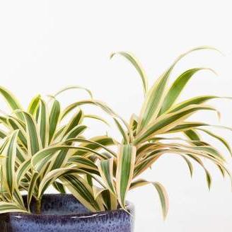 Dragon Tree 'Song Of India - Variegated' - Urban Sprouts