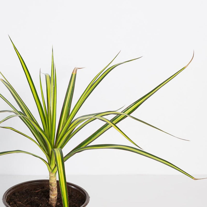Urban Sprouts Plant 6" in nursery pot Dragon Tree 'Sunray'