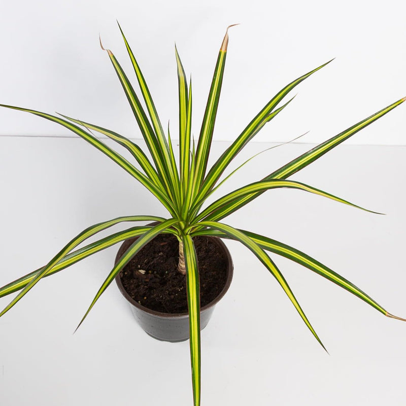 Urban Sprouts Plant 6" in nursery pot Dragon Tree 'Sunray'