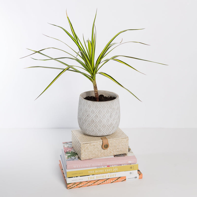 Urban Sprouts Plant 6" in nursery pot Dragon Tree 'Sunray'