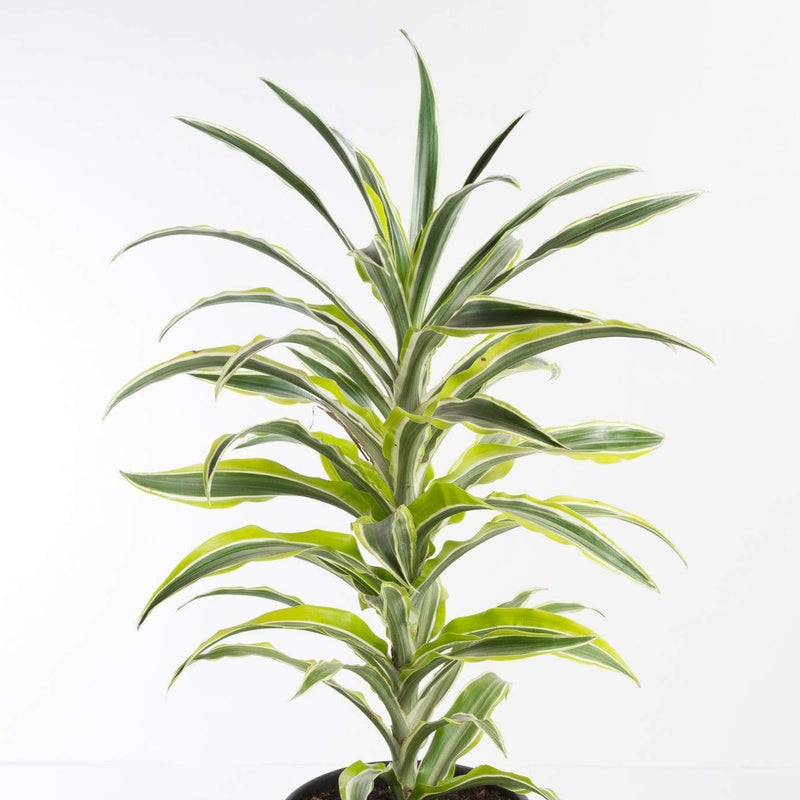 Urban Sprouts Plant 6" in nursery pot Dragon Tree 'Surprise'