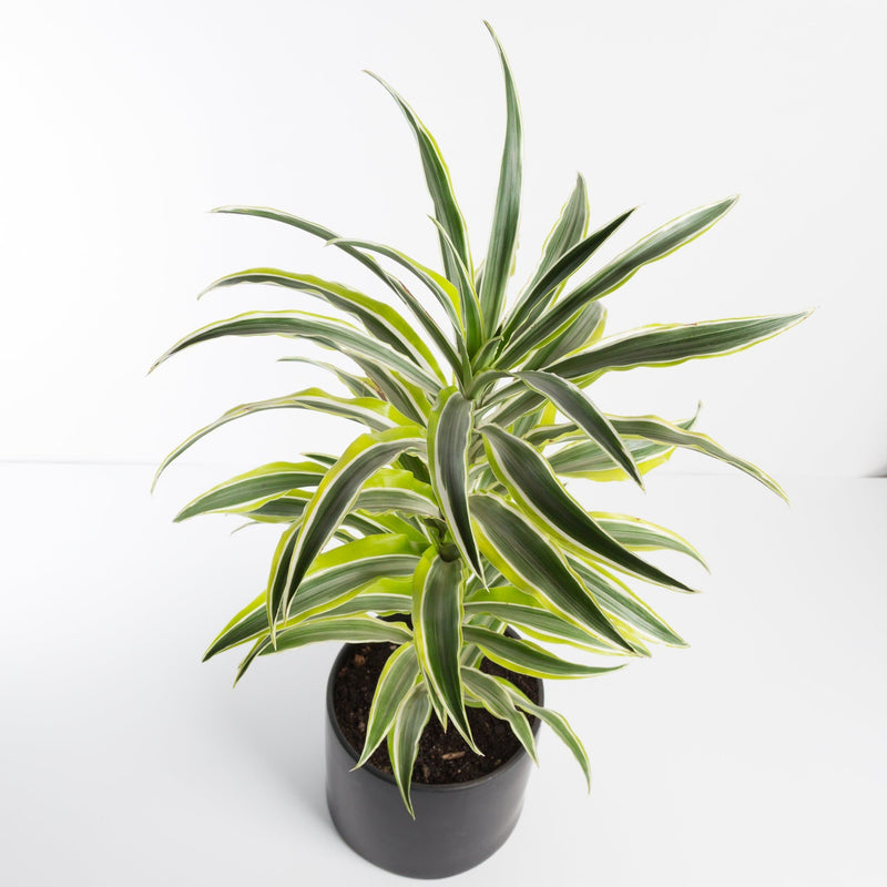Urban Sprouts Plant 6" in nursery pot Dragon Tree 'Surprise'