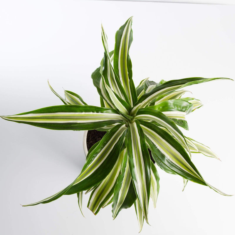 Urban Sprouts Plant 6" in nursery pot Dragon Tree 'Warneckii'