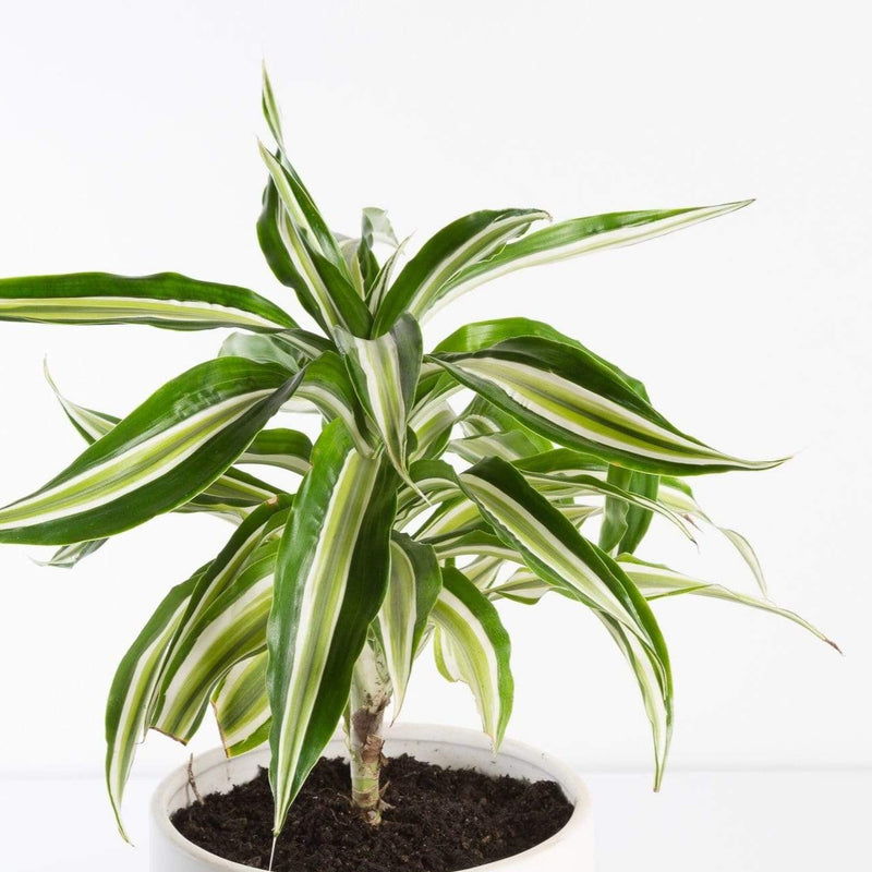 Urban Sprouts Plant 6" in nursery pot Dragon Tree 'Warneckii'