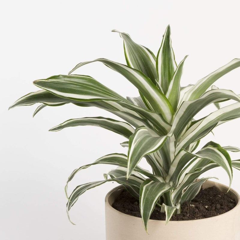 Dragon Tree 'White Bird' - Urban Sprouts