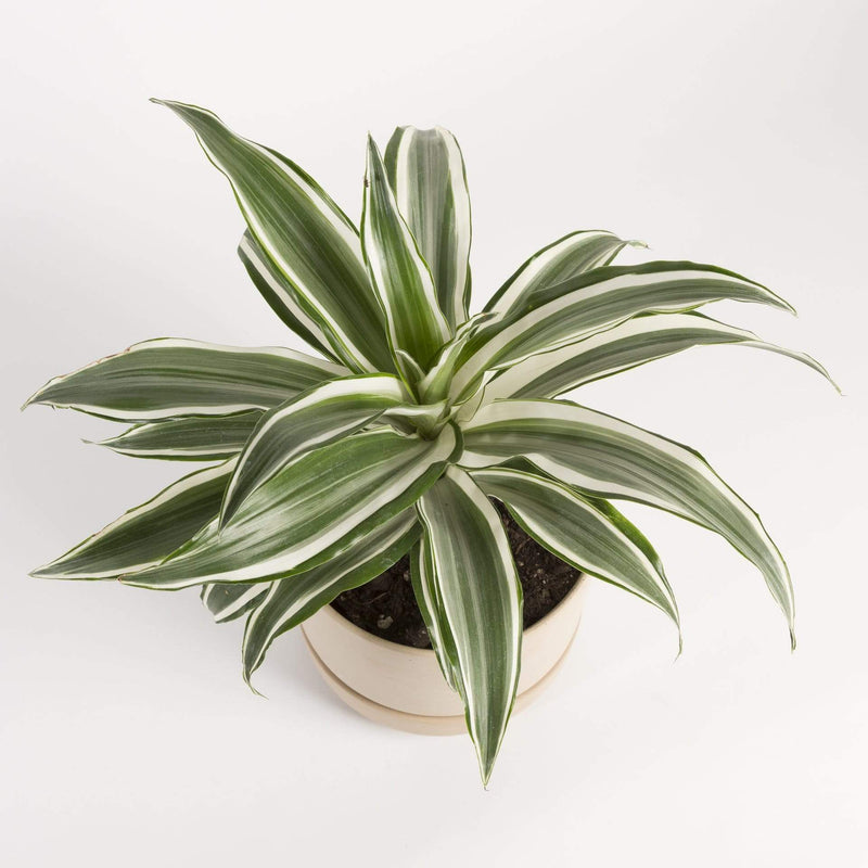Dragon Tree 'White Bird' - Urban Sprouts
