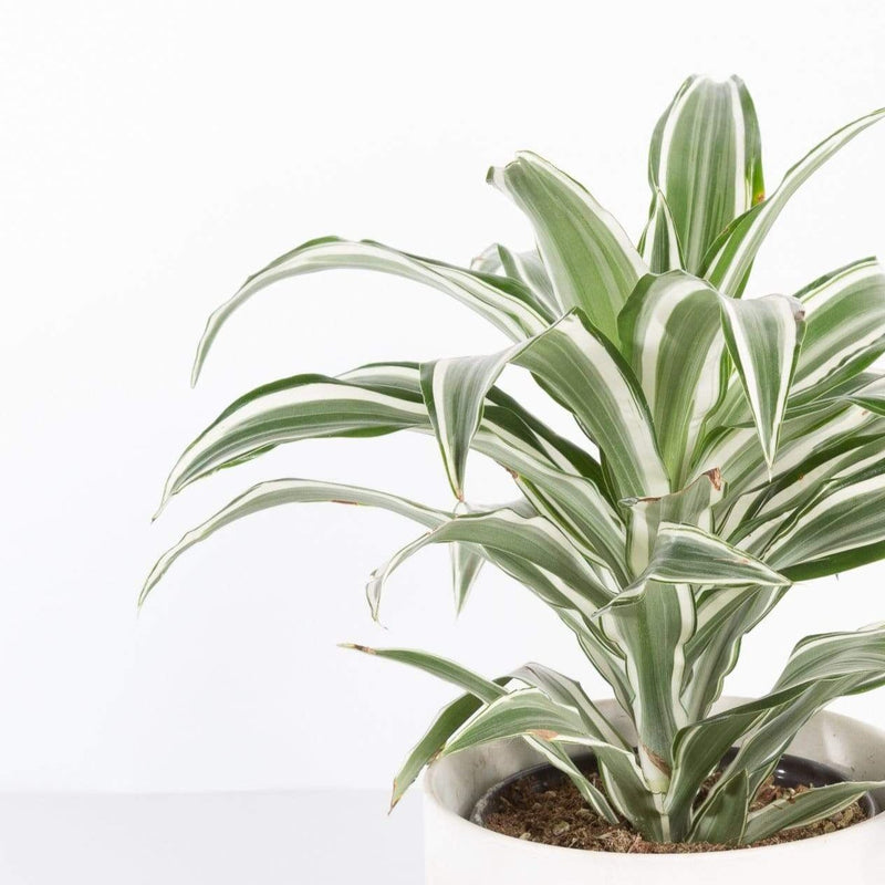 Urban Sprouts Plant 6" in nursery pot Dragon Tree 'White Jewel'