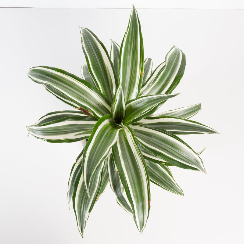 Urban Sprouts Plant 6" in nursery pot Dragon Tree 'White Jewel'