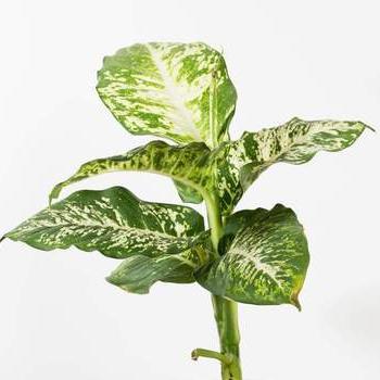 Urban Sprouts Plant 6" in nursery pot Dumb Cane 'Compacta - Variegated'