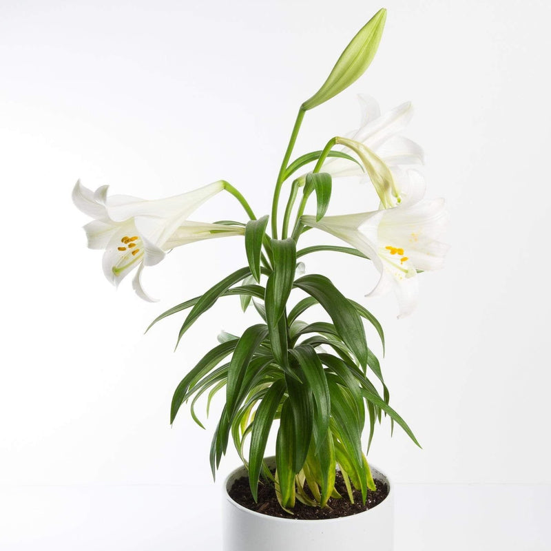 Urban Sprouts Plant 6" in nursery pot Easter Lily
