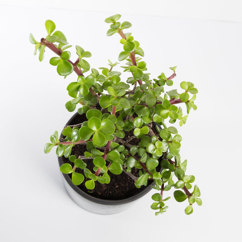 Urban Sprouts Plant 6" in nursery pot Elephant Bush 'Red Stem'