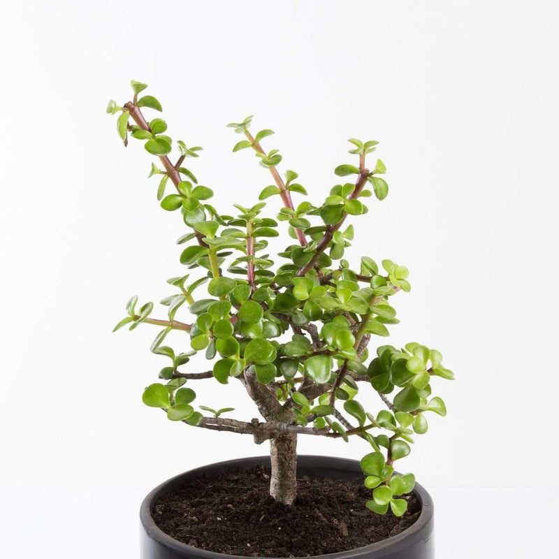 Urban Sprouts Plant 6" in nursery pot Elephant Bush 'Red Stem'