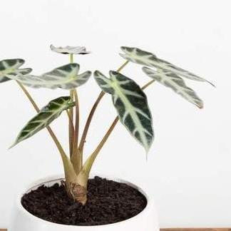 Elephant Ear 'Bambino' - Urban Sprouts