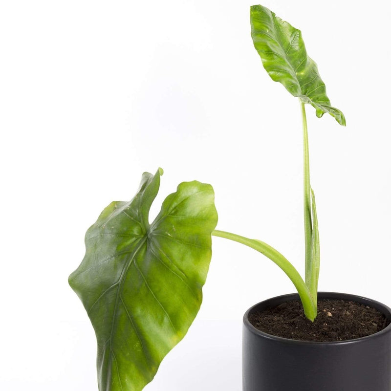 Elephant Ear 'Borneo Giant' - Urban Sprouts