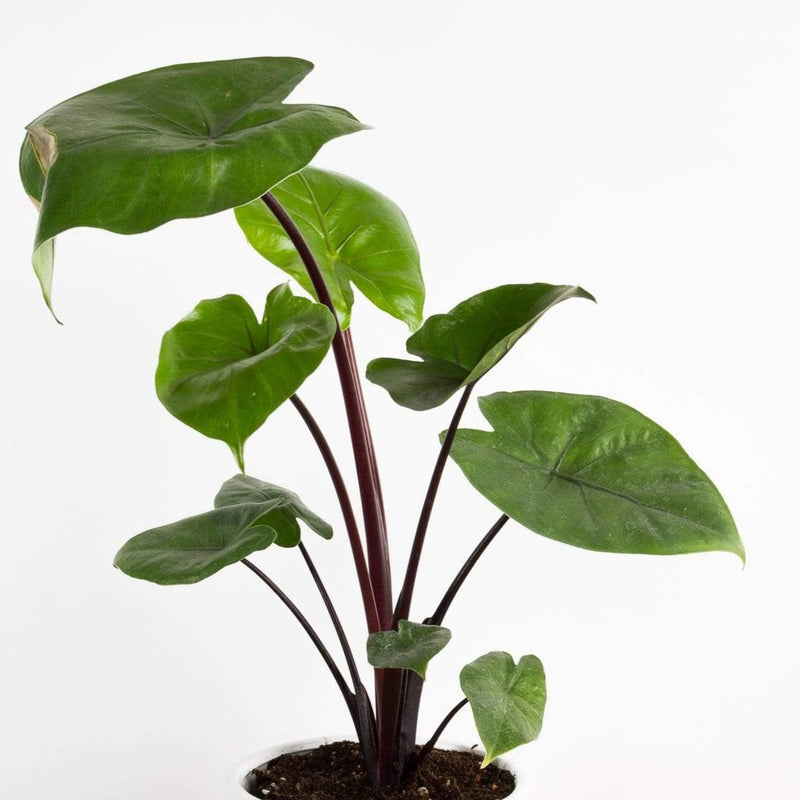 Elephant Ear 'Dark Star' - Urban Sprouts