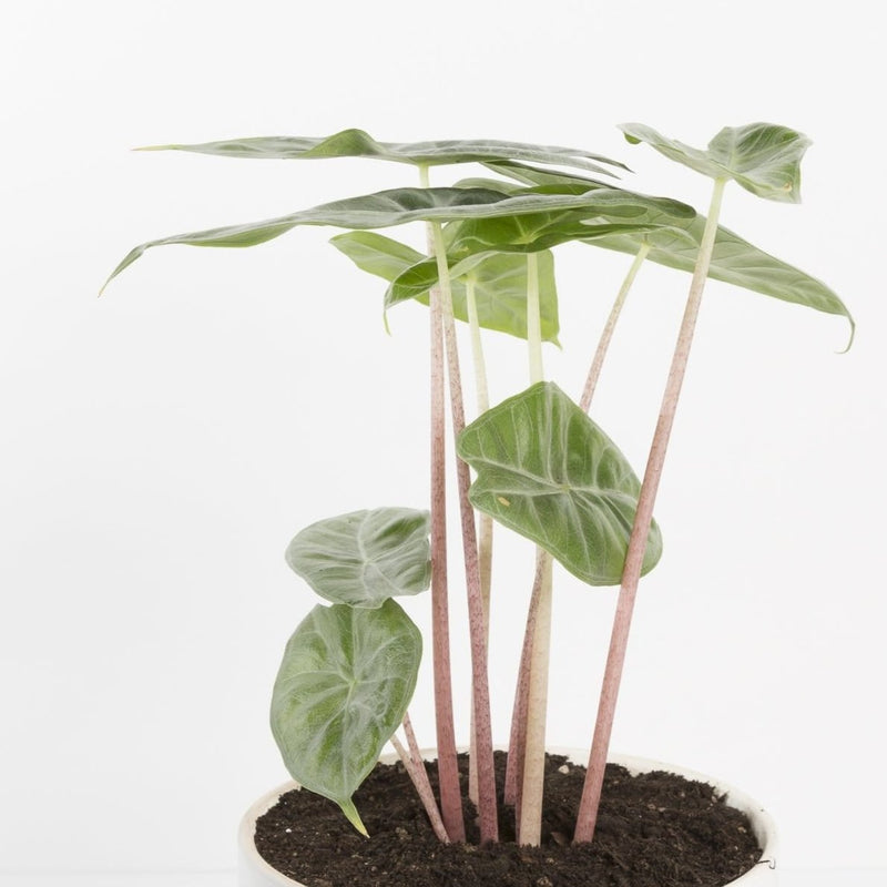 Elephant Ear 'Ivory Coast' - Urban Sprouts
