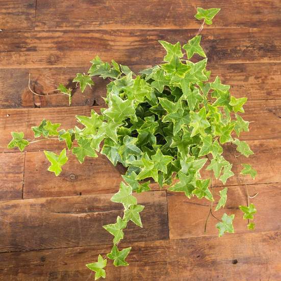 English Ivy 'Goldchild' - Urban Sprouts
