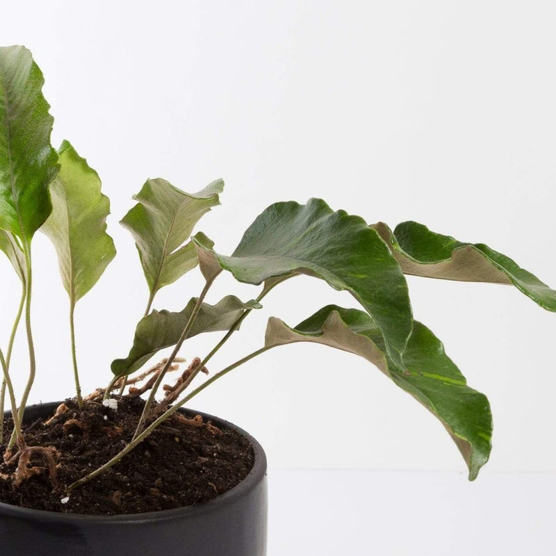 Urban Sprouts Plant 6" in nursery pot Fern 'Tongue'