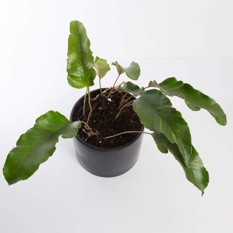 Urban Sprouts Plant 6" in nursery pot Fern 'Tongue'