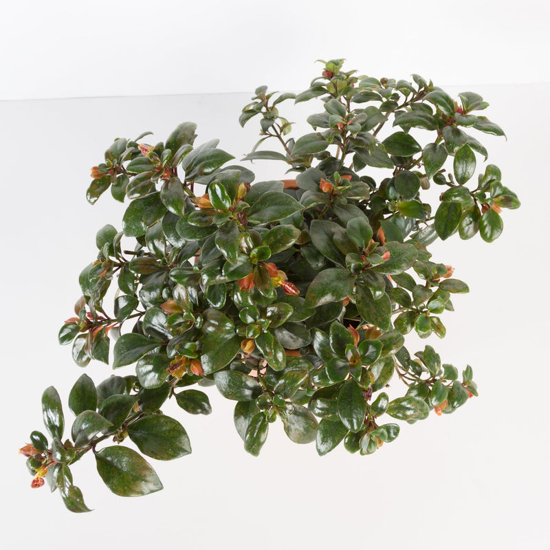 Urban Sprouts Plant 6" in nursery pot Goldfish Plant 'Maroon'