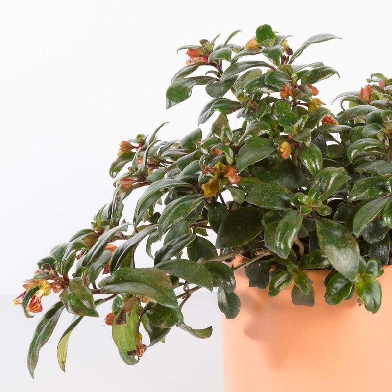 Urban Sprouts Plant 6" in nursery pot Goldfish Plant 'Maroon'