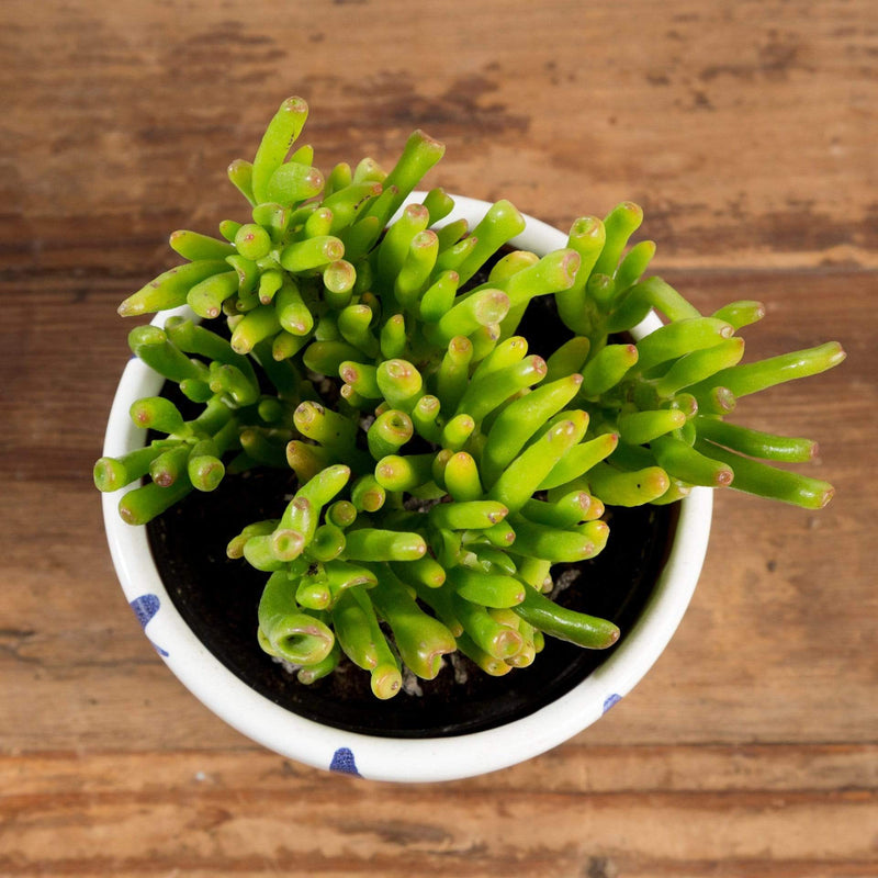 Jade 'Argentea Gollum - Variegated' - Urban Sprouts