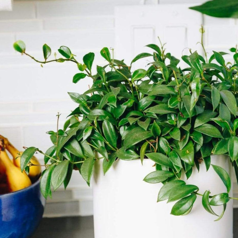 Lipstick Plant 'Purple Star' - Urban Sprouts