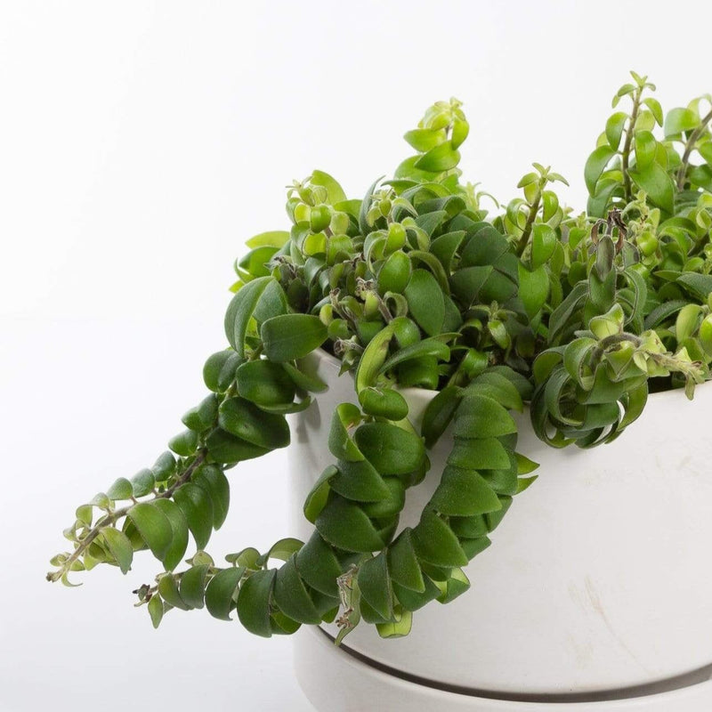 Urban Sprouts Plant 6" in nursery pot Lipstick Plant 'Twisted'