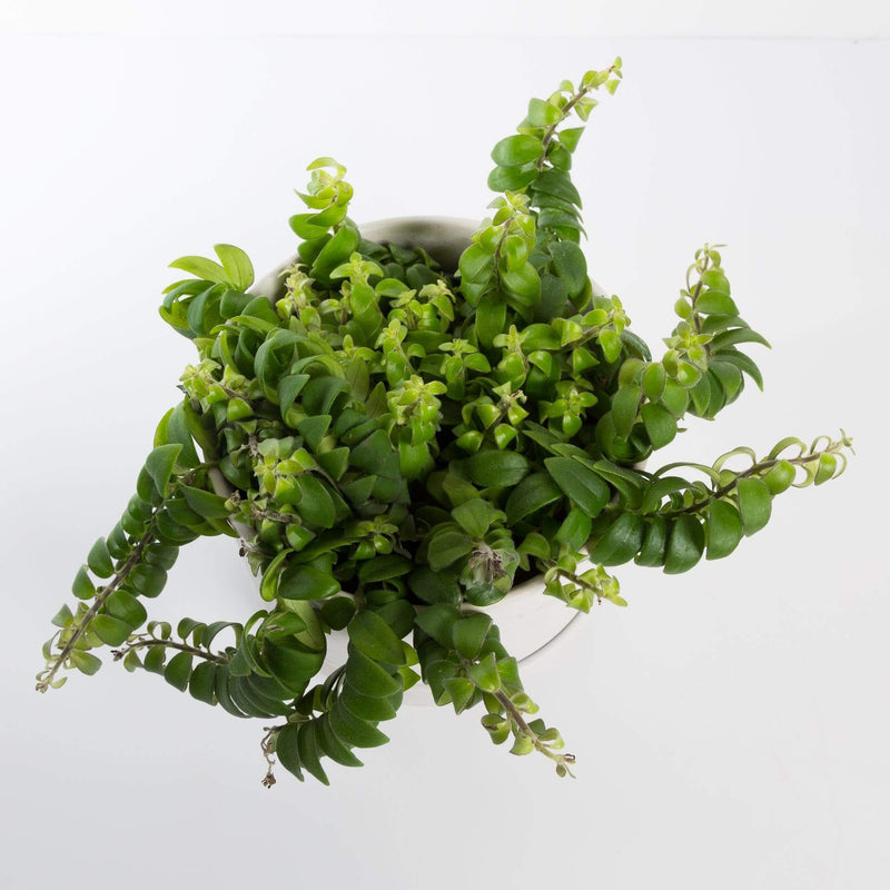 Urban Sprouts Plant 6" in nursery pot Lipstick Plant 'Twisted'