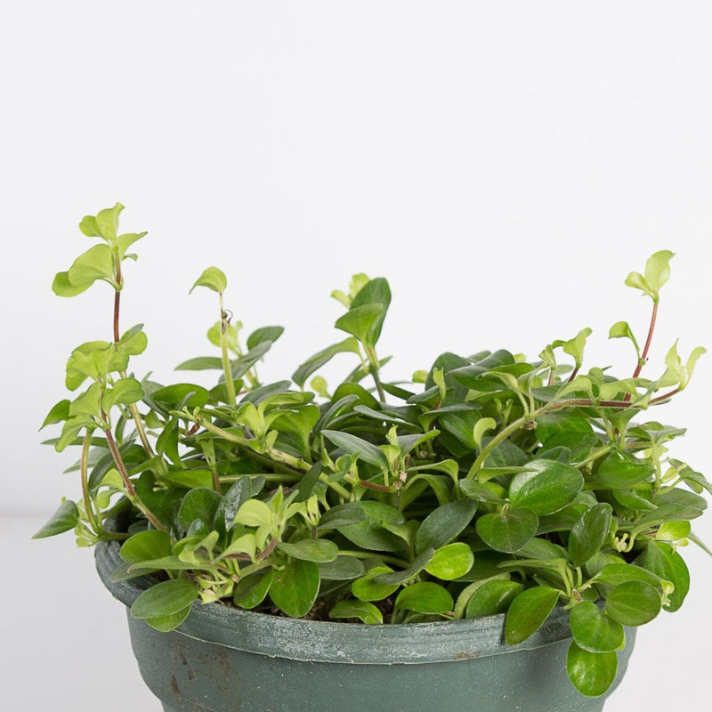 Urban Sprouts Plant 6" in nursery pot Peperomia 'Jitterbug'