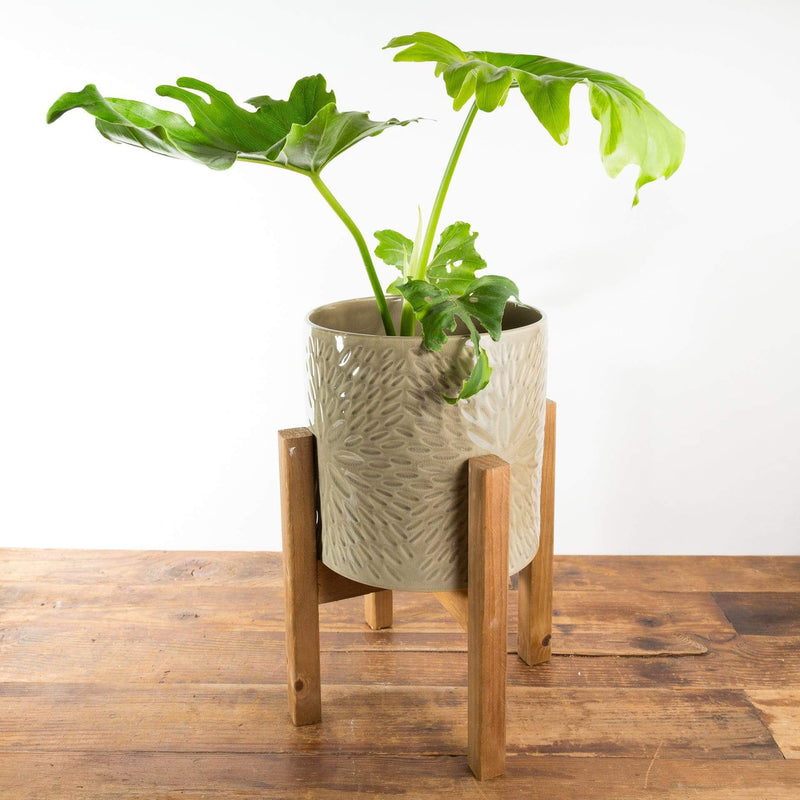 Philodendron 'Hope' - Urban Sprouts