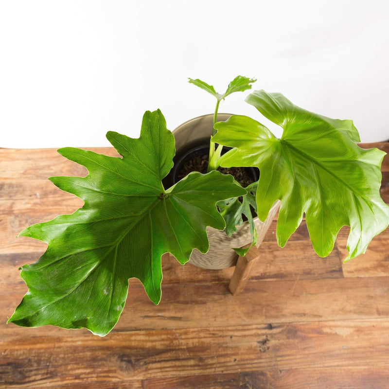 Philodendron 'Hope' - Urban Sprouts