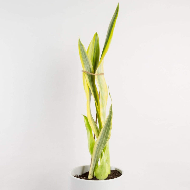 Snake Plant 'Yellowstone' - Urban Sprouts