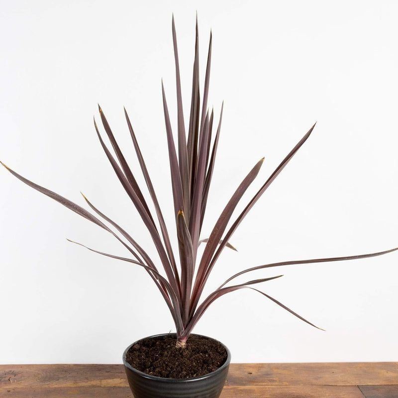 Ti Plant 'Red Sensation' - Urban Sprouts
